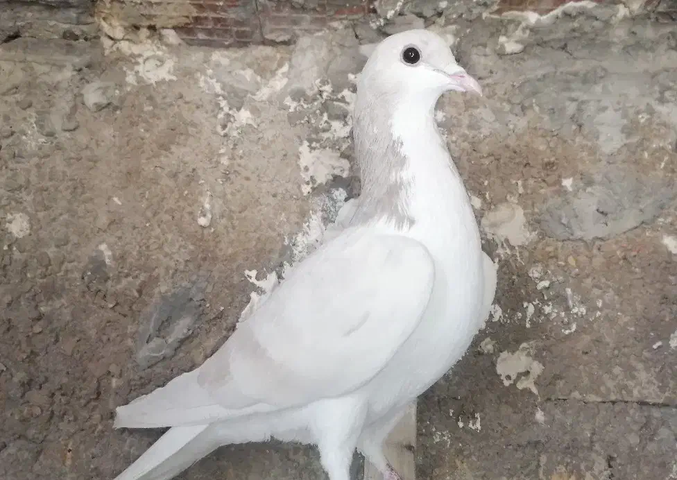 کبوتر یا کفتر|پرنده|مرودشت, ابوذر شمالی|دیوار