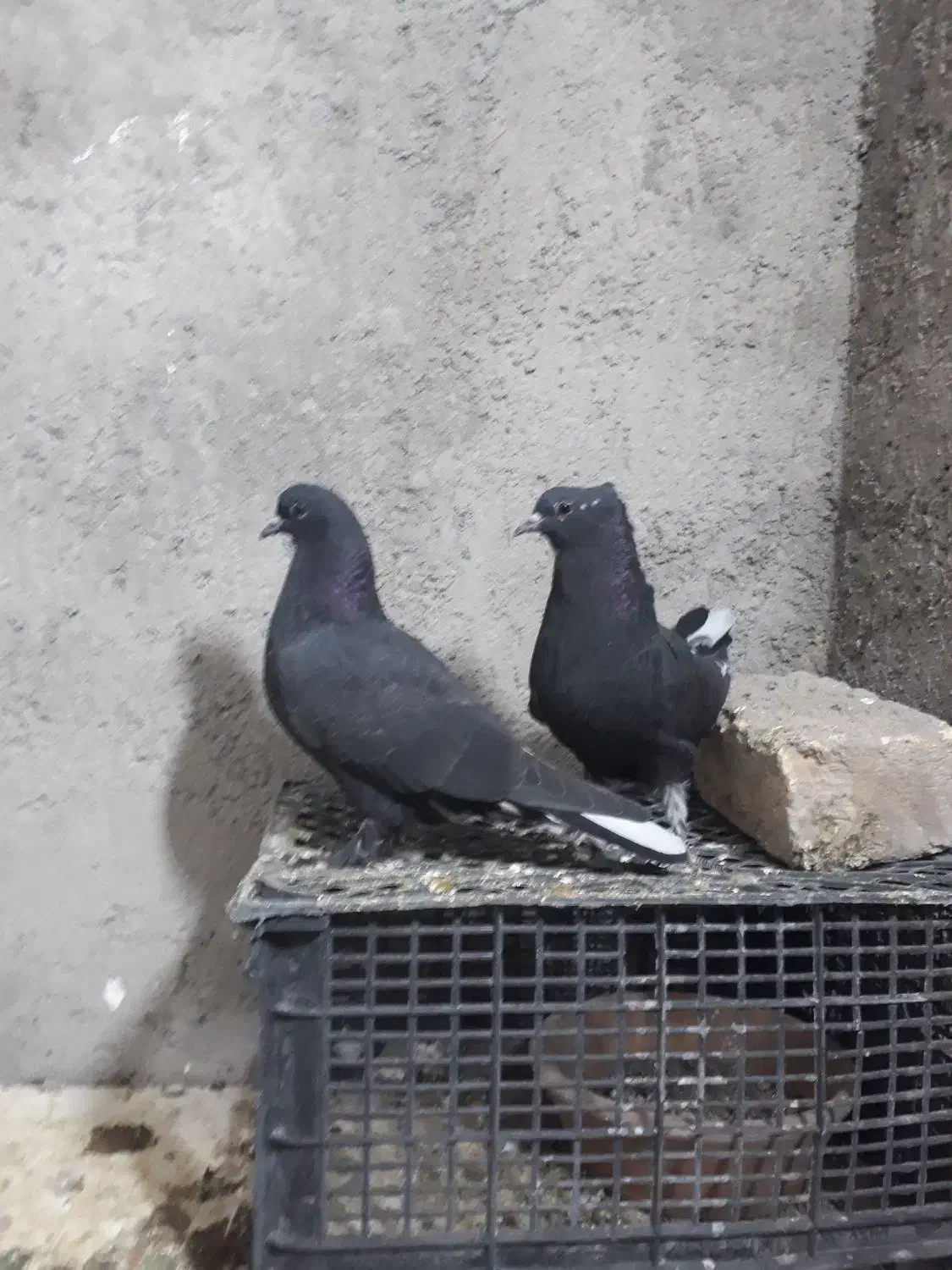 جوجه کفتر|پرنده|قم, بلوار امین و ساحلی|دیوار