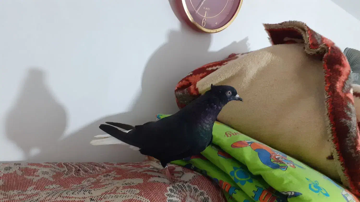 ماده زاغ دم سفید|پرنده|بروجرد, |دیوار