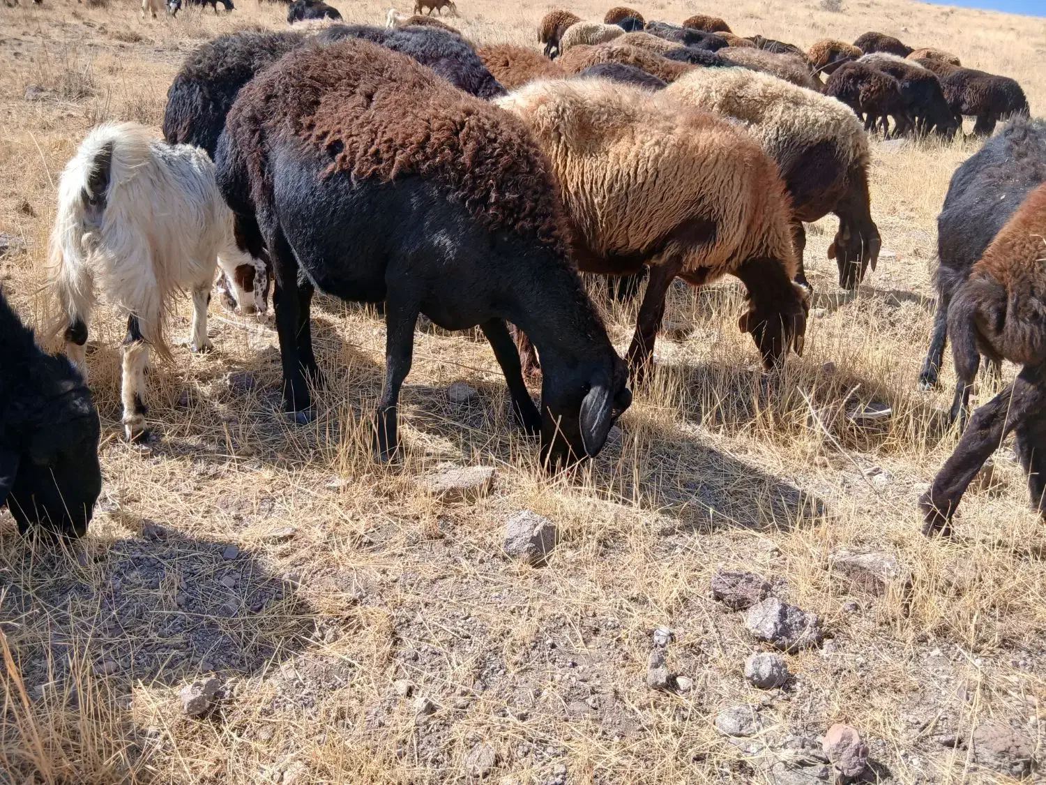 چهار راس میش قزل و قارا قزل  درجی یک یک|حیوانات مزرعه|کوثر, |دیوار