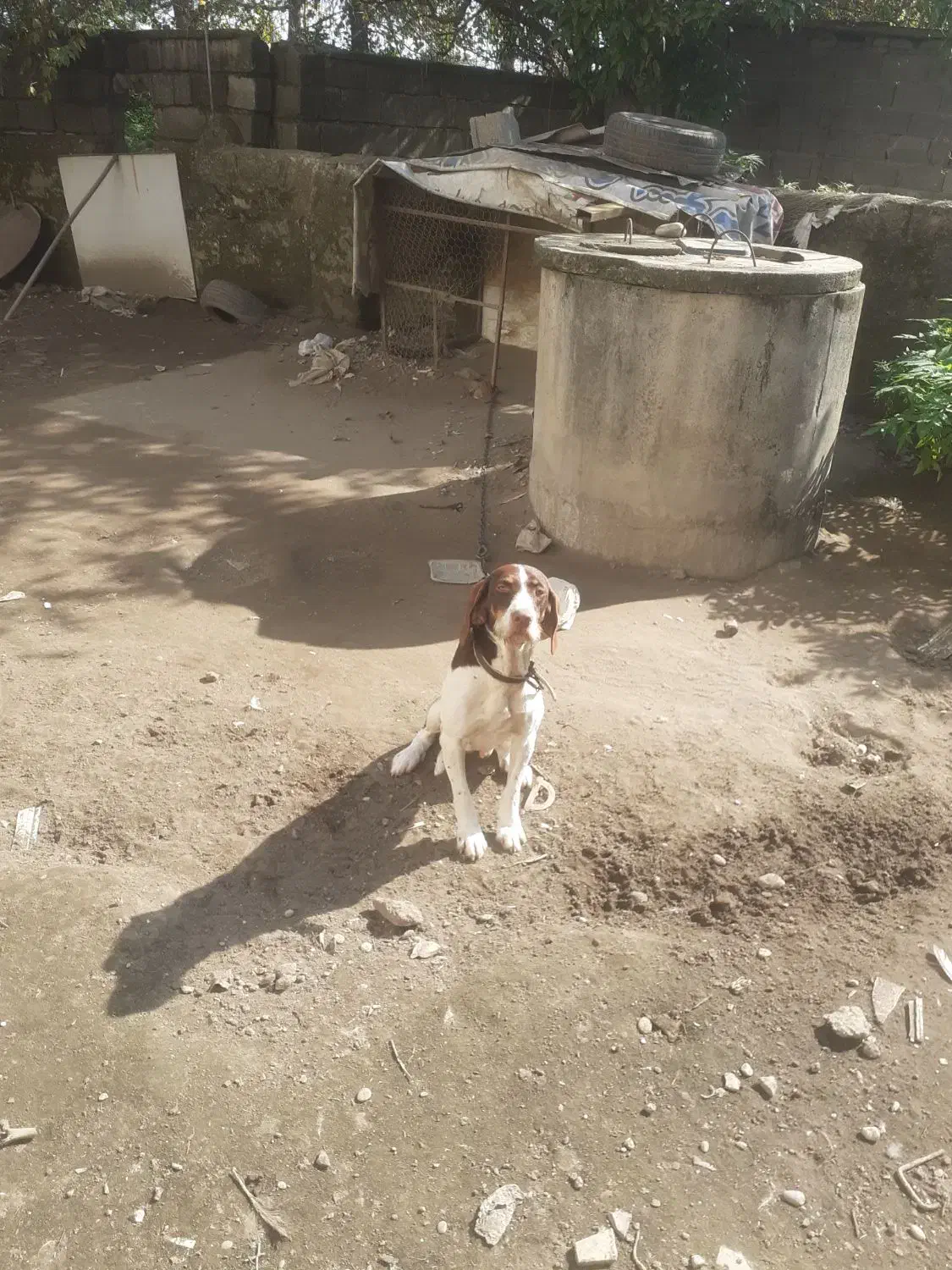 توله شکاری|سگ|چالوس, |دیوار