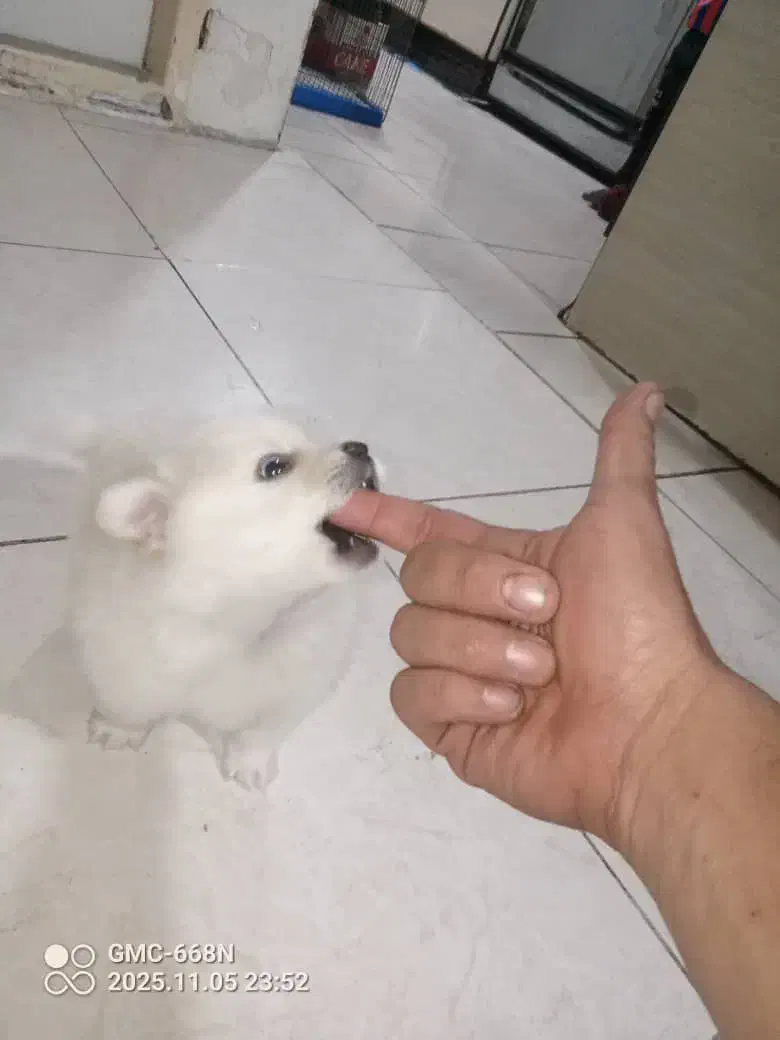 پامرانین عروسکی سفیدصدفی اصیل قیمت ۲۰|سگ|تهران, سعادتآباد|دیوار