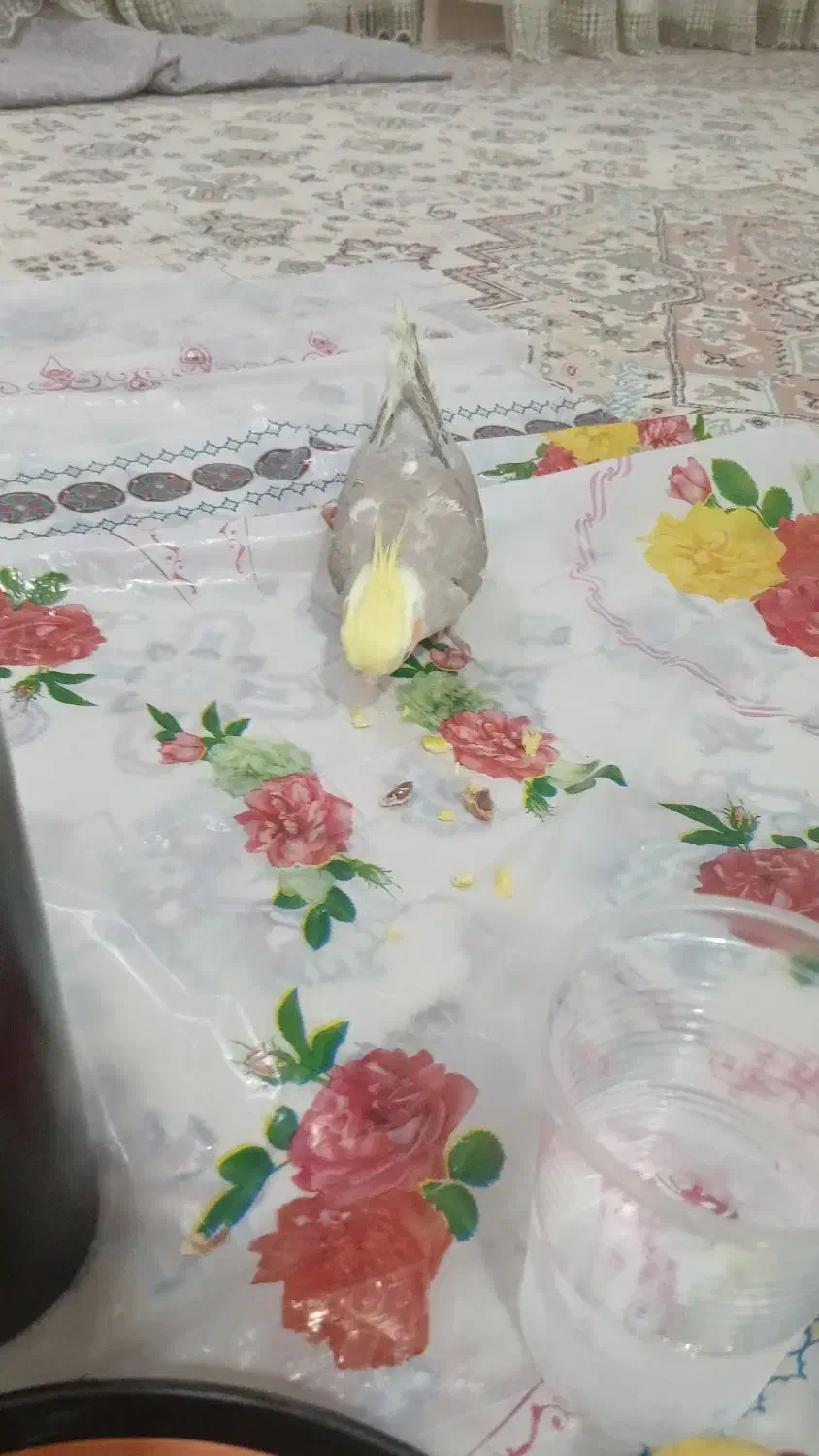 گم شدن|حیوانات|بندر گناوه, |دیوار