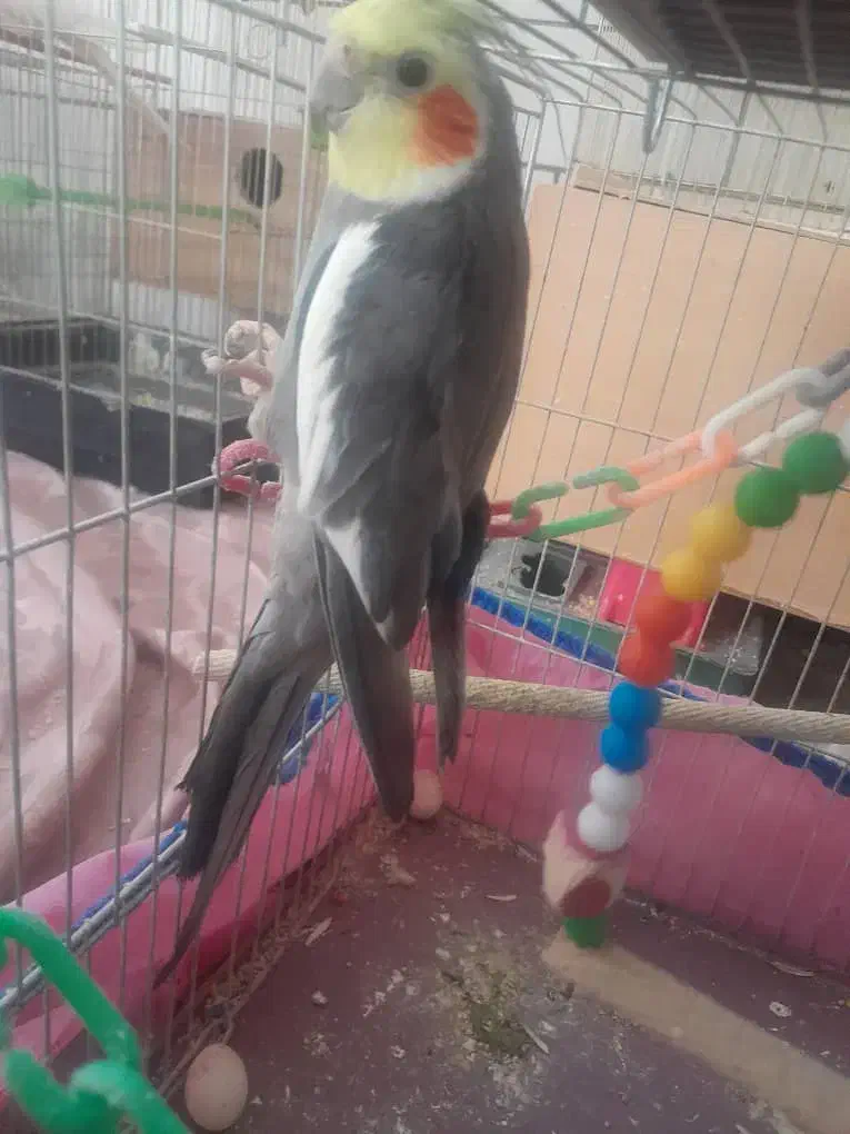 عروس هلندی|پرنده|قم, خاکفرج|دیوار