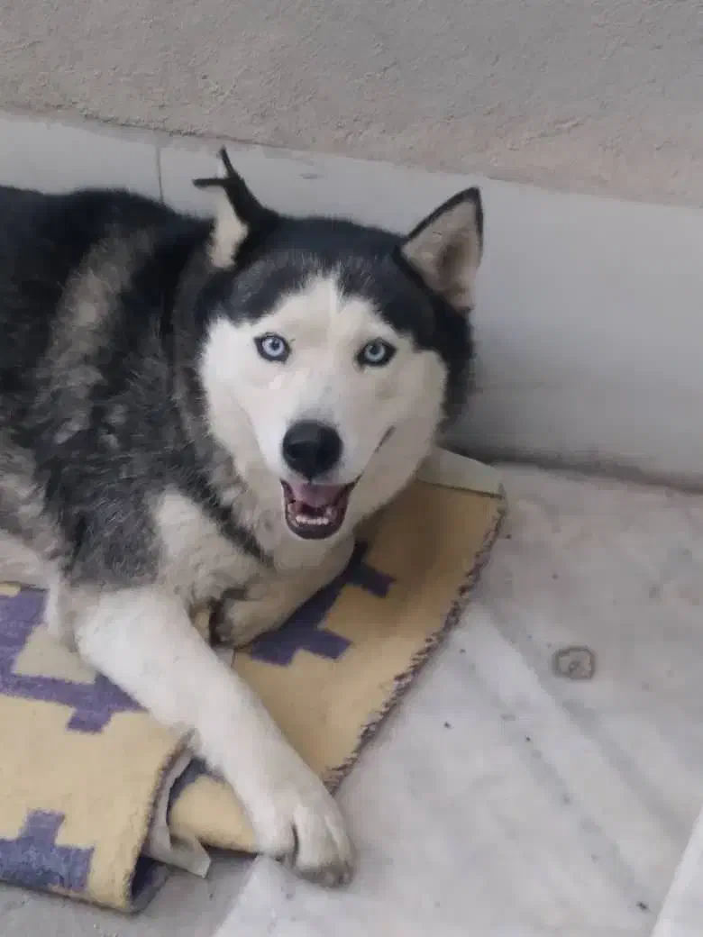 سگ هاسگی|سگ|ارومیه, |دیوار