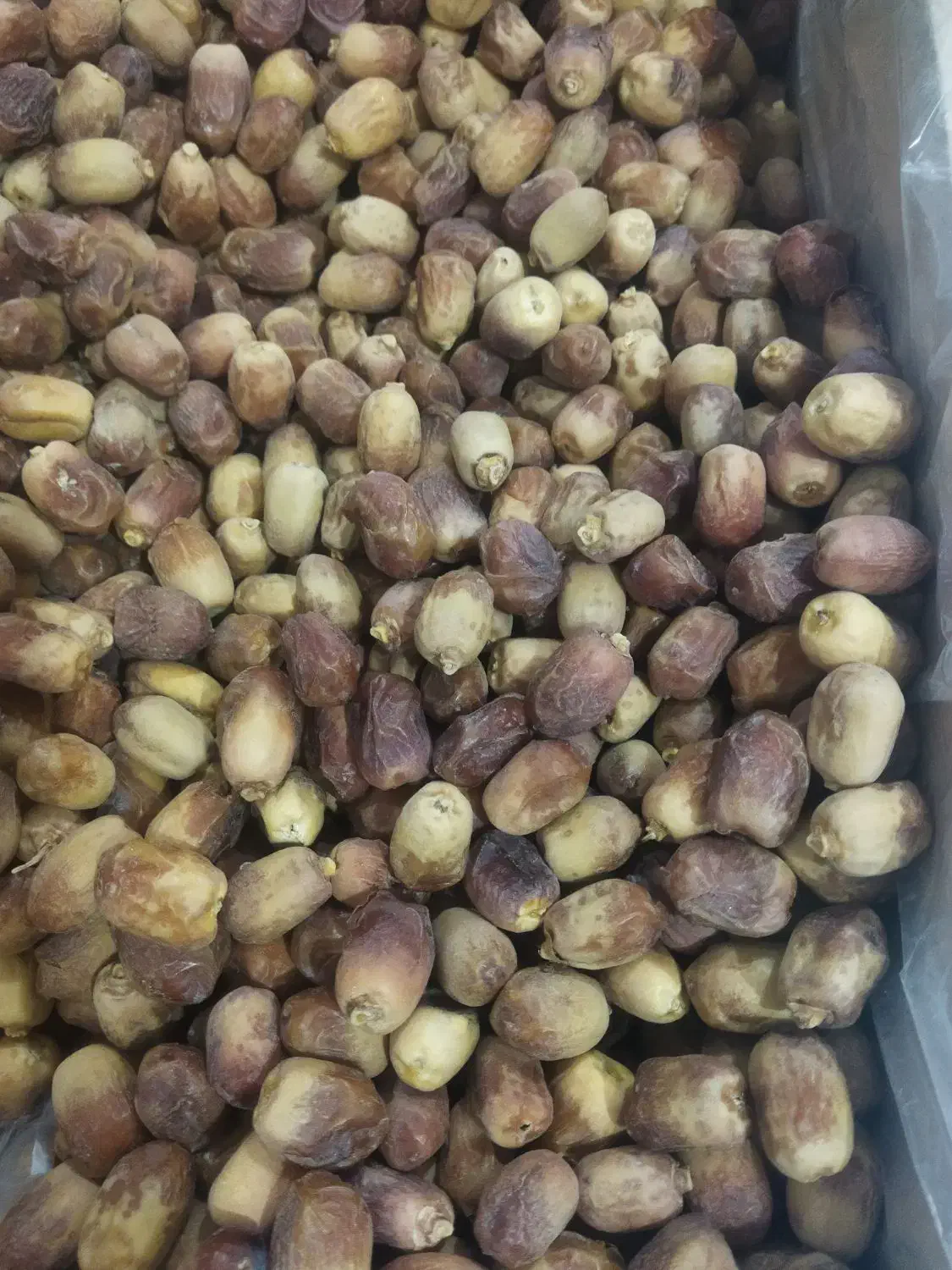 خرمای زاهدی|خوردنی و آشامیدنی|سقز, |دیوار