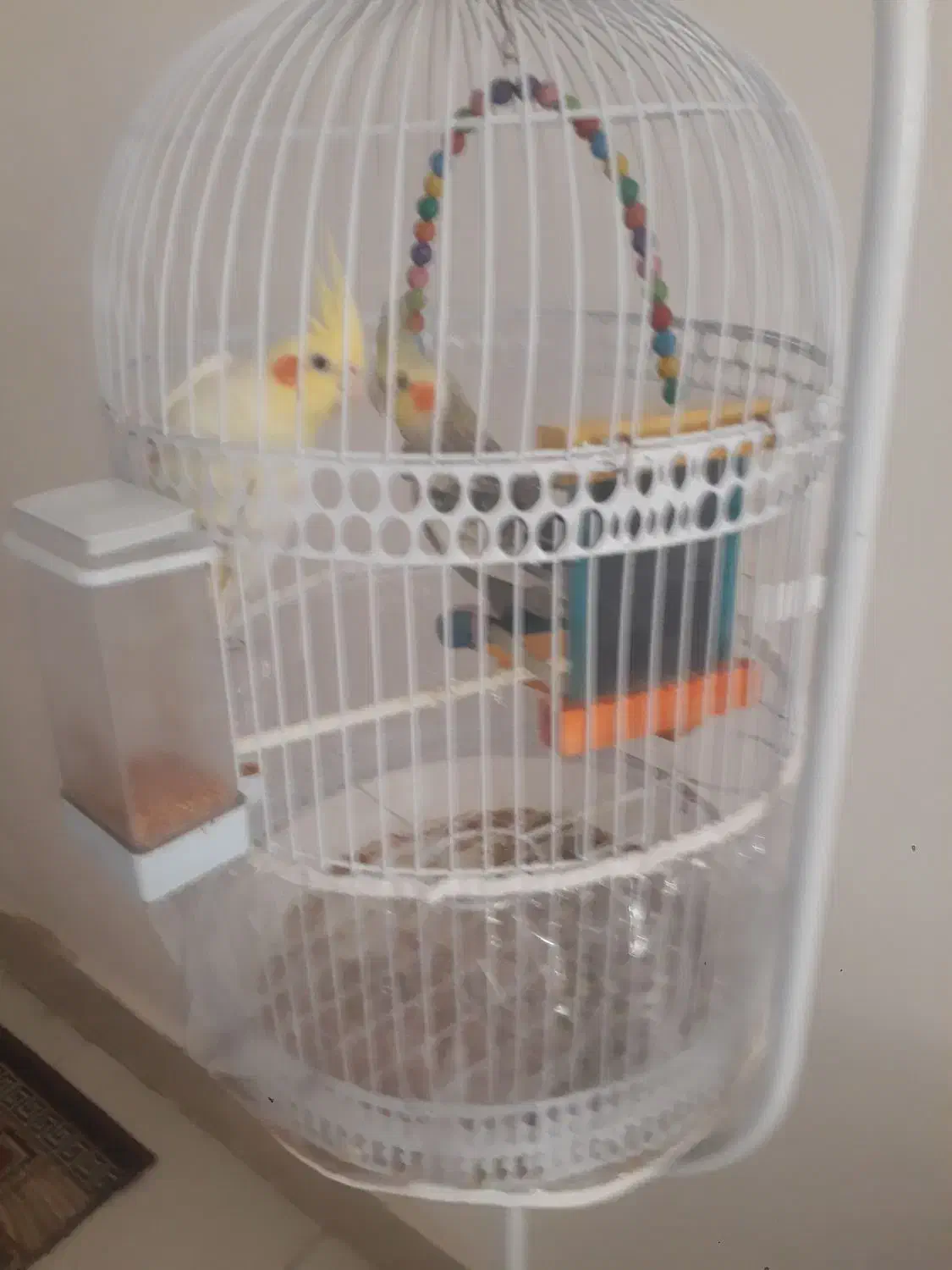 عروس هلندی|پرنده|مشهد, خرم آباد|دیوار