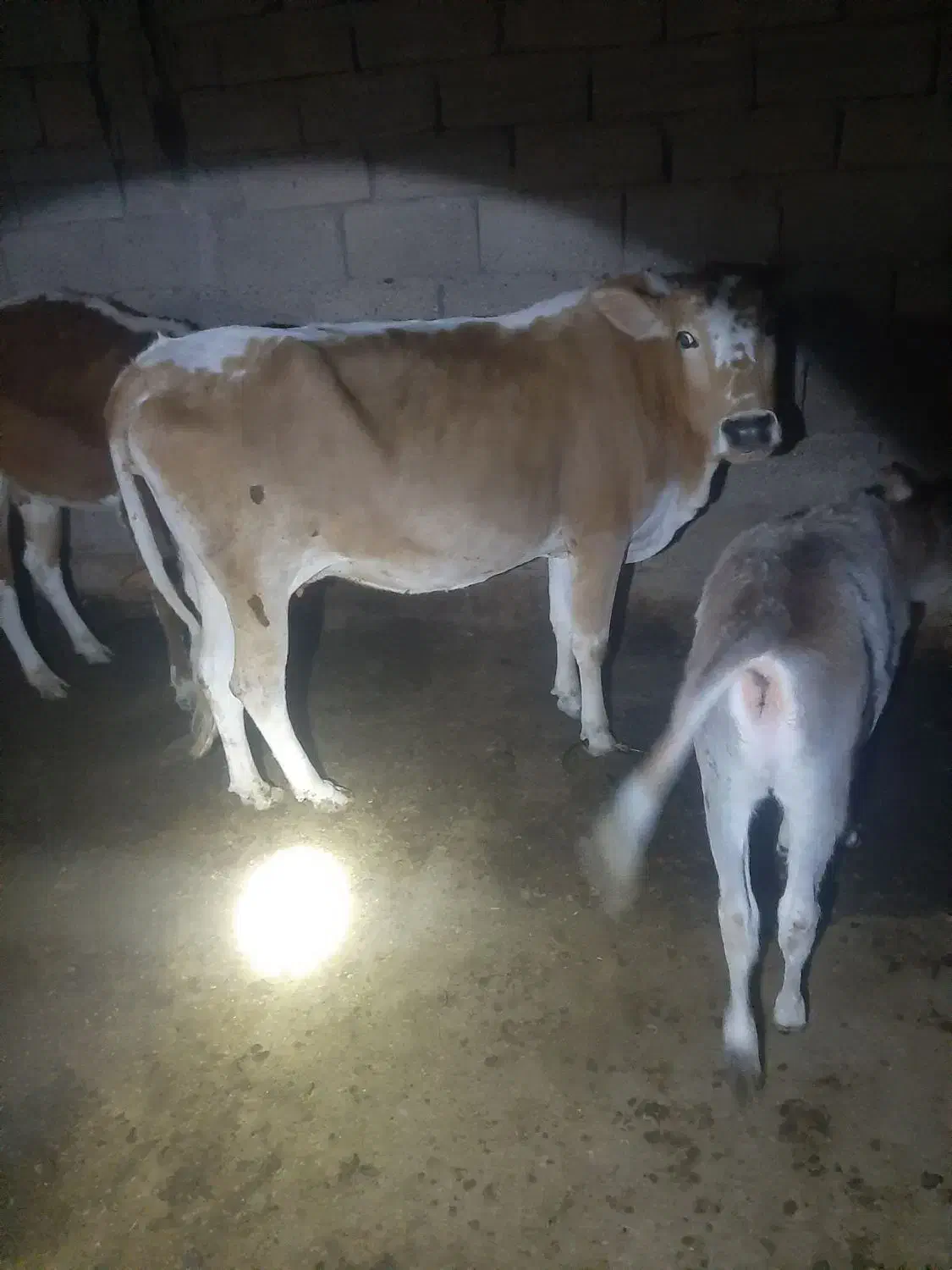 گاو|حیوانات مزرعه|کرخه, |دیوار