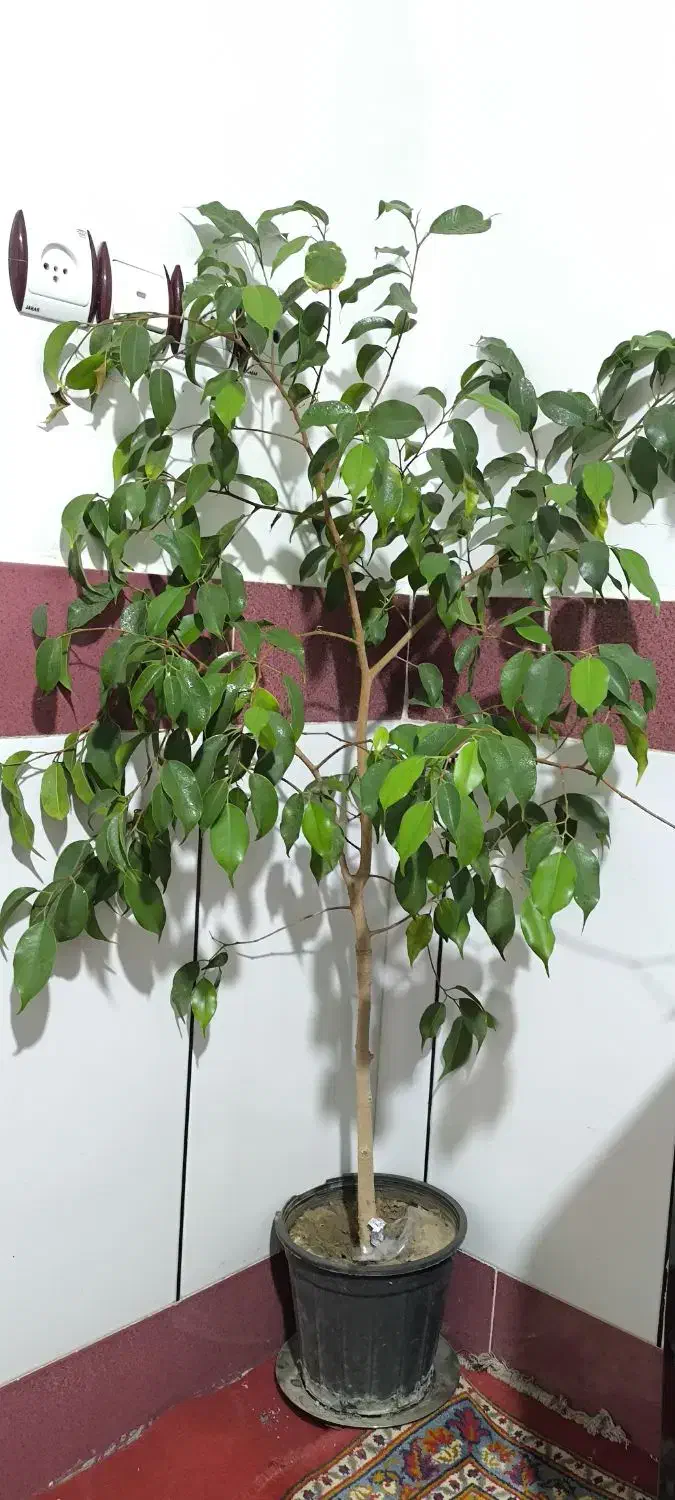 گل گیاه|گل و گیاه طبیعی|میاندوآب, |دیوار