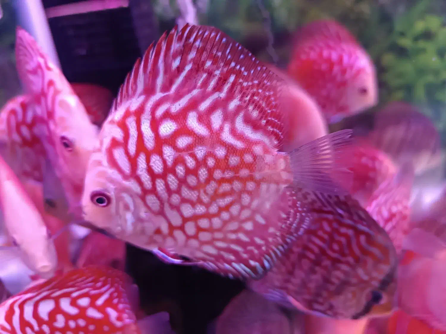 دیسکس|ماهی|اردبیل, |دیوار