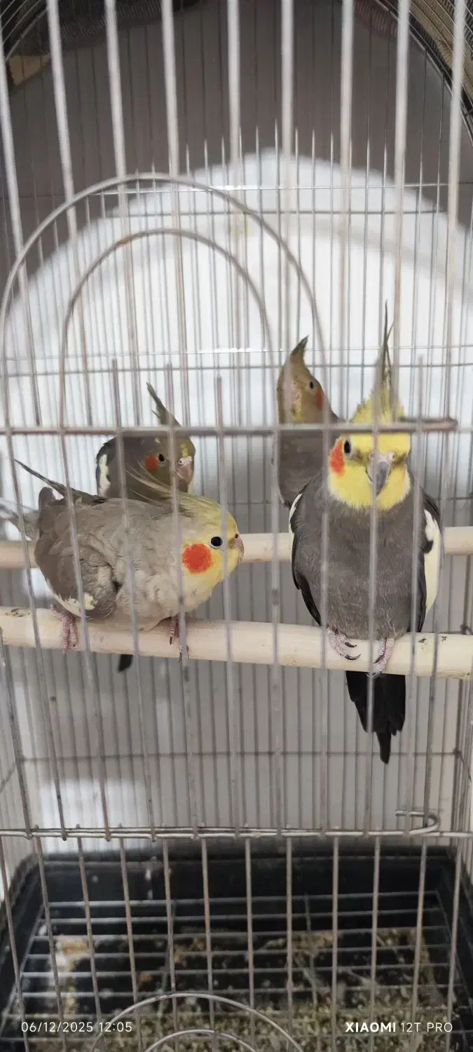 عروس هلندی نر ماده سخنگو|پرنده|چغادک, |دیوار