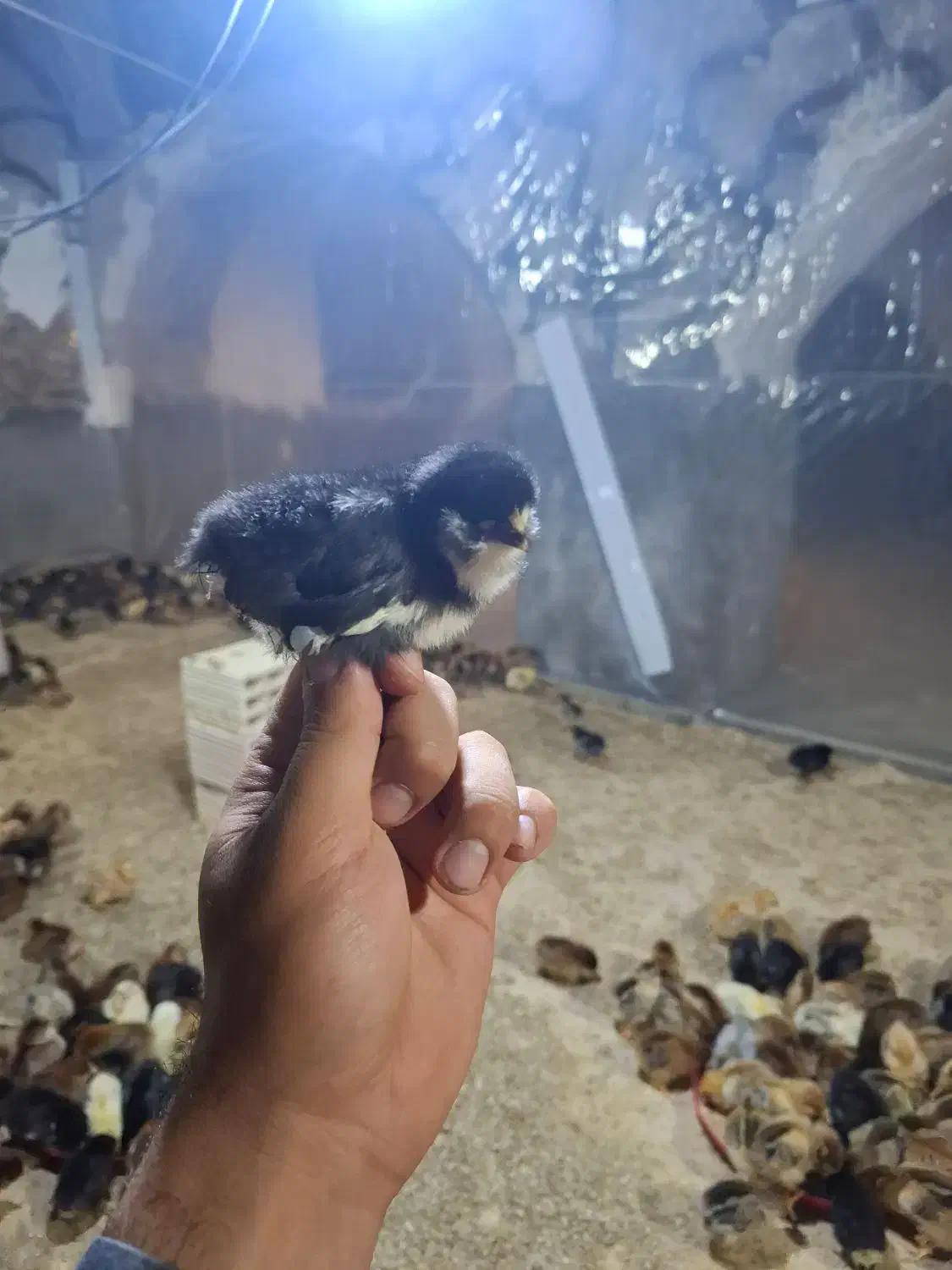 جوجه محلی۷روزه اردک جوجه رنگی از مرغ خروس محلی|حیوانات مزرعه|سیرجان, |دیوار