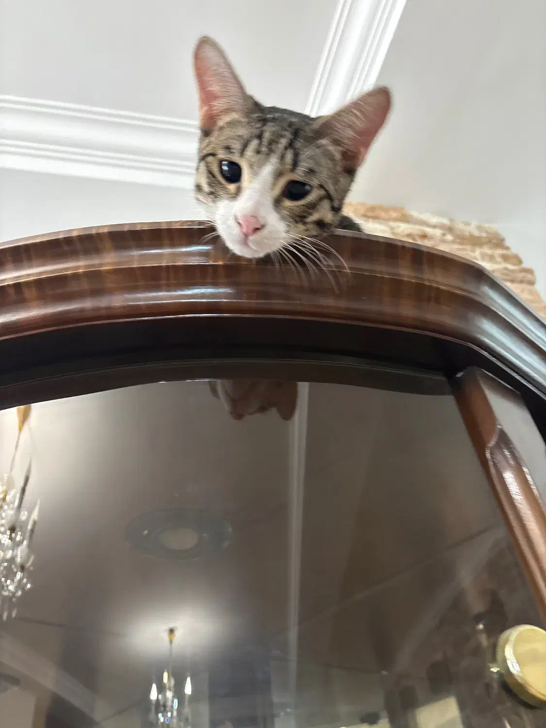 گربه ی نر مهربون و بامزه|گربه|ساری, |دیوار