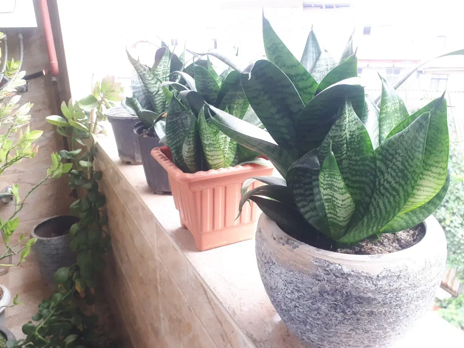 فروش گل طبیعی|گل و گیاه طبیعی|رشت, استقامت ۲|دیوار