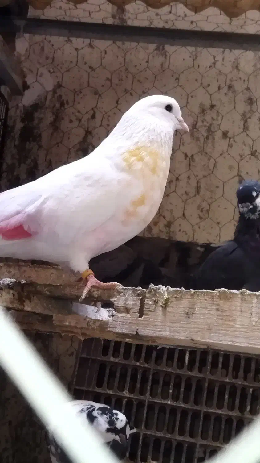 کبوتر گم شده|پرنده|رامیان, |دیوار