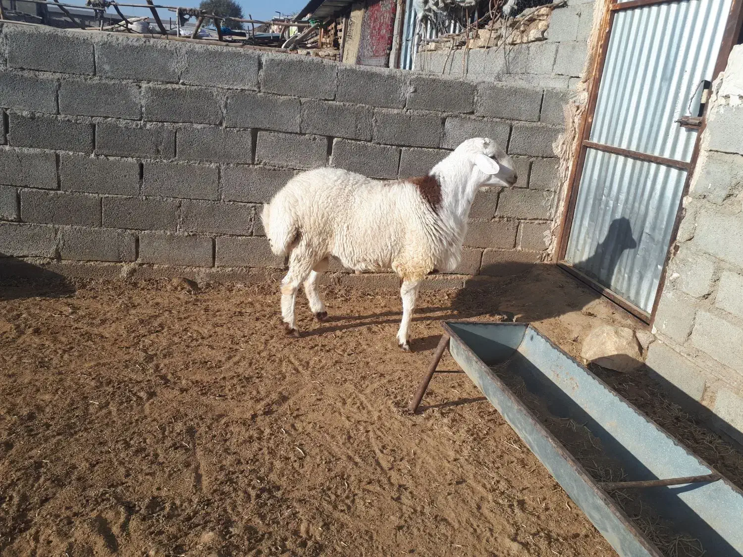 دو راس بره قوچ پلنگی و شال|حیوانات مزرعه|کوهدشت, |دیوار