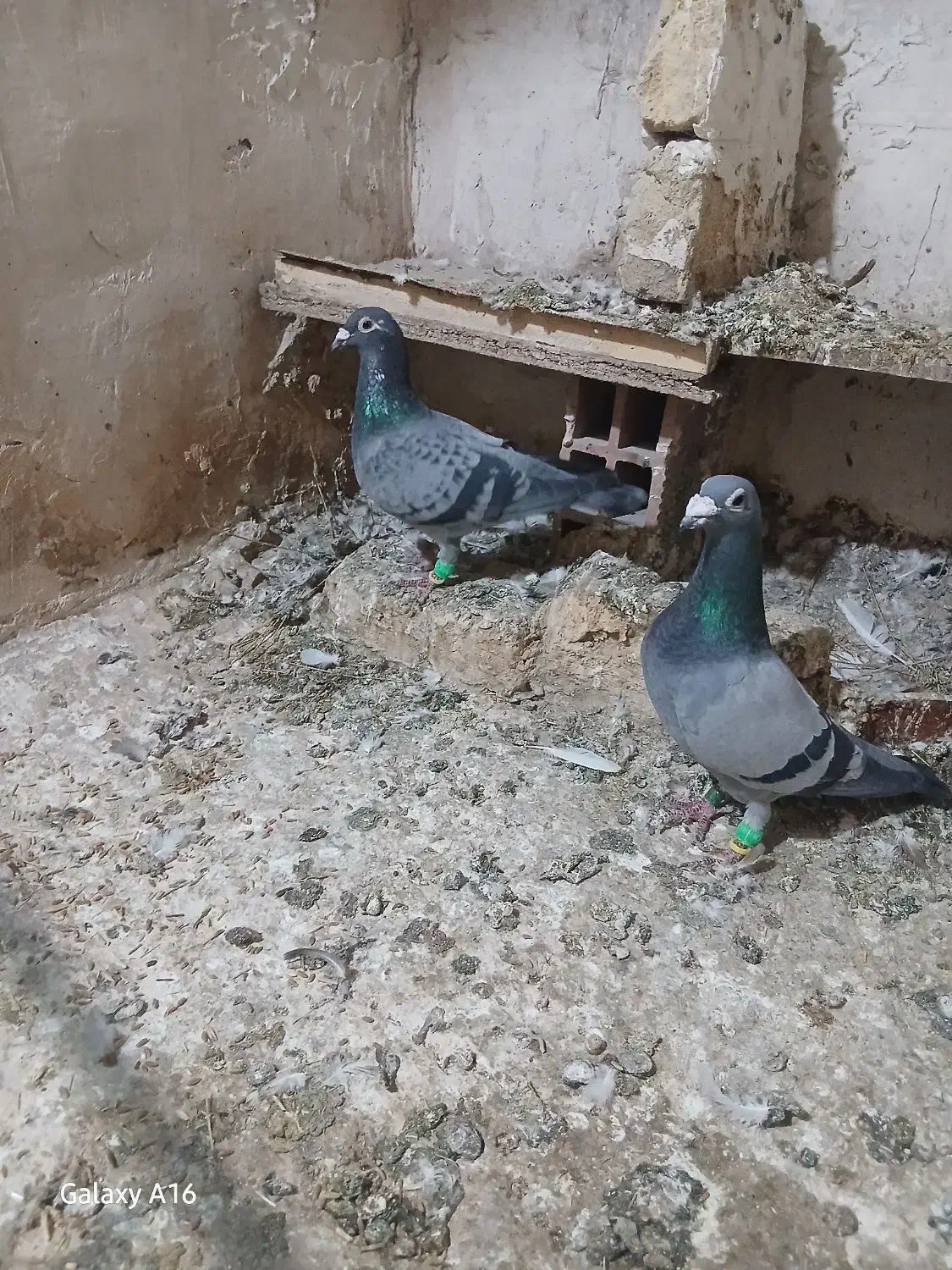 گمشده جفت سبز|حیوانات|بجنورد, |دیوار