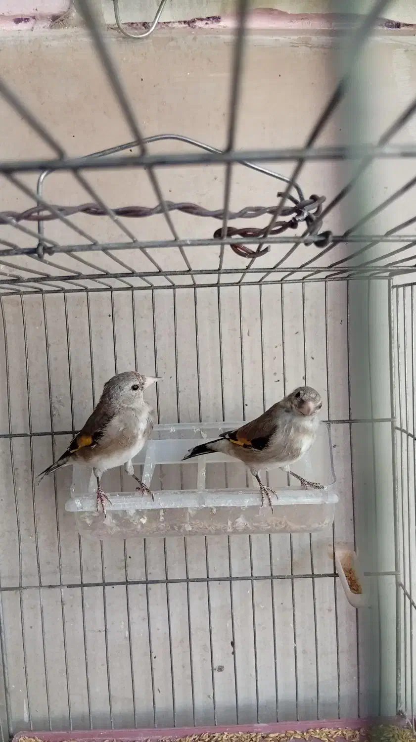 جوجه سهره نر|پرنده|خمینیشهر, |دیوار