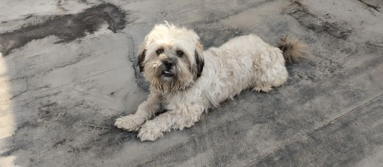 سگ پاکوتاه ردیف کامل واکسن زده|سگ|گلوگاه بابل (گلیا), |دیوار