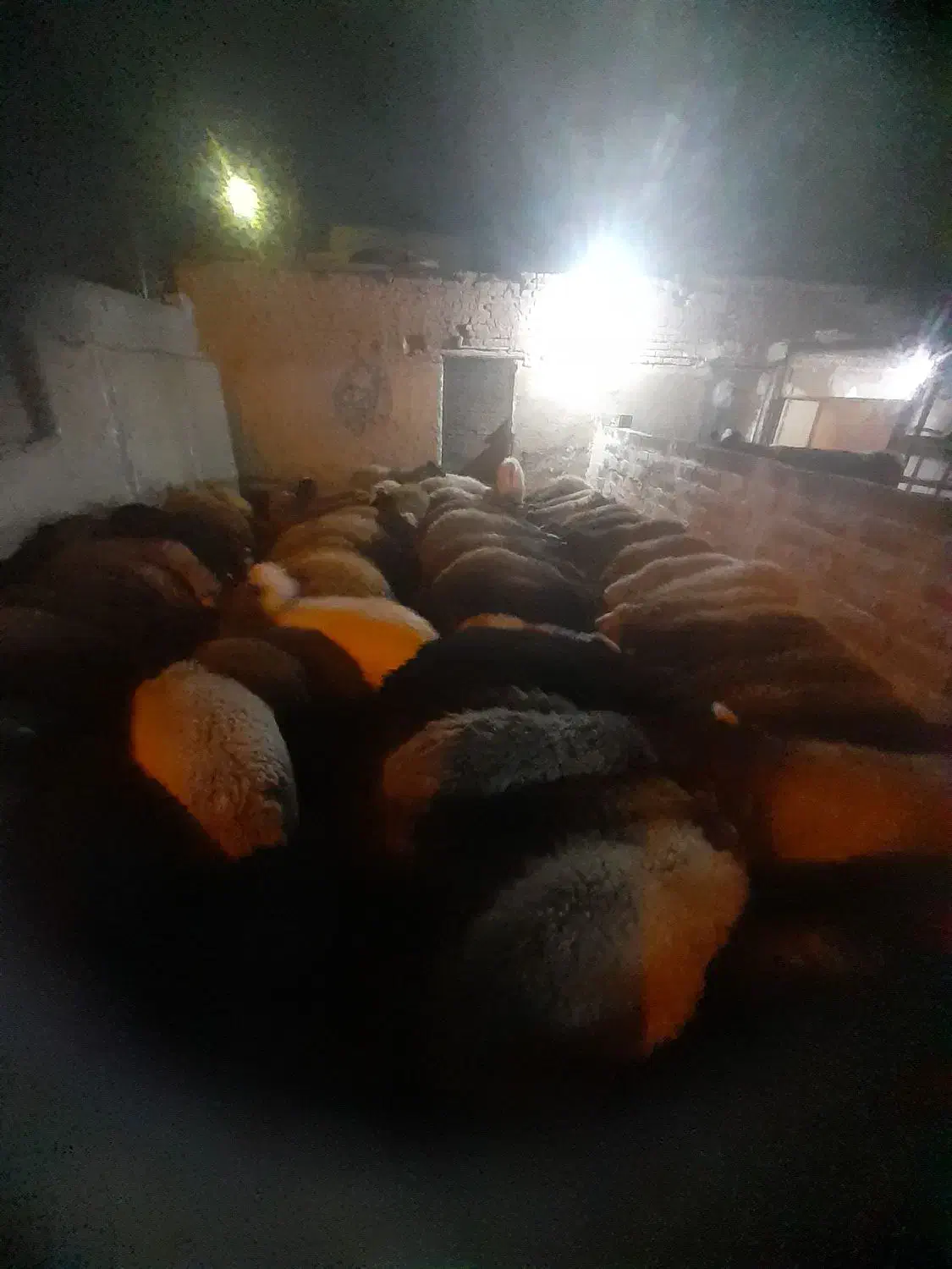 میش آبستن سنگین و بره دار|حیوانات مزرعه|رباط‌کریم, رباط‌کریم|دیوار