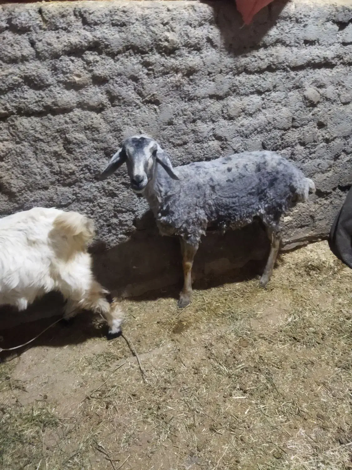 بره ماده|حیوانات مزرعه|زاغه, |دیوار