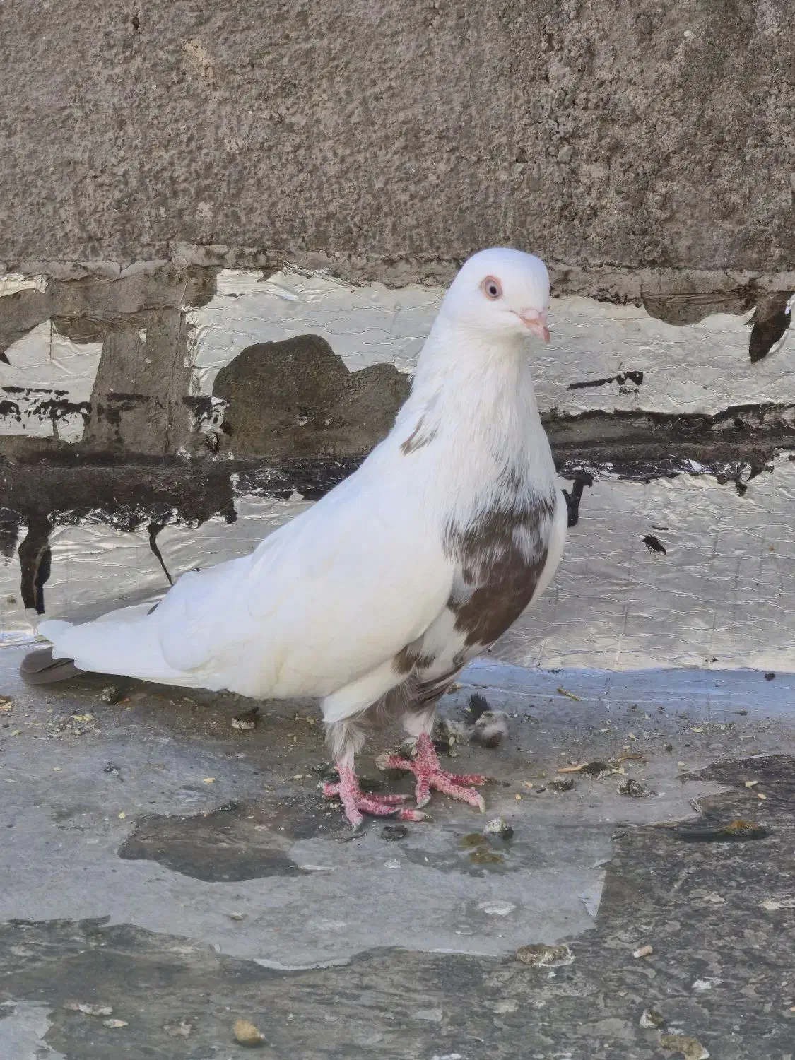 کبوتر دمبی|پرنده|میانه, |دیوار