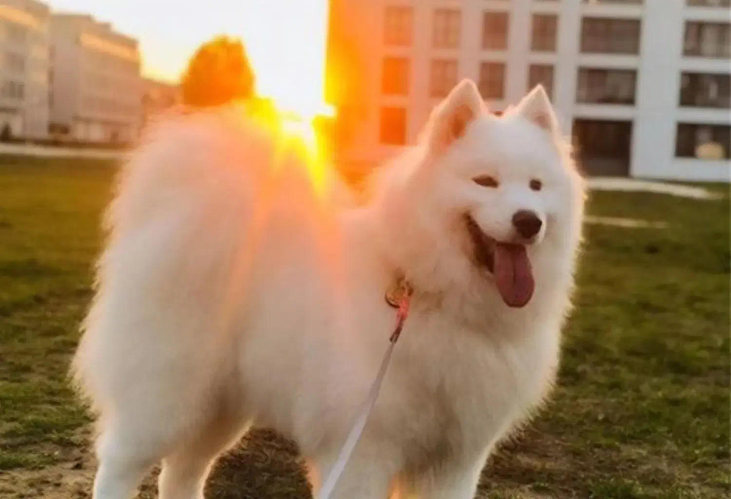 سگ سامویید|سگ|رفسنجان, |دیوار