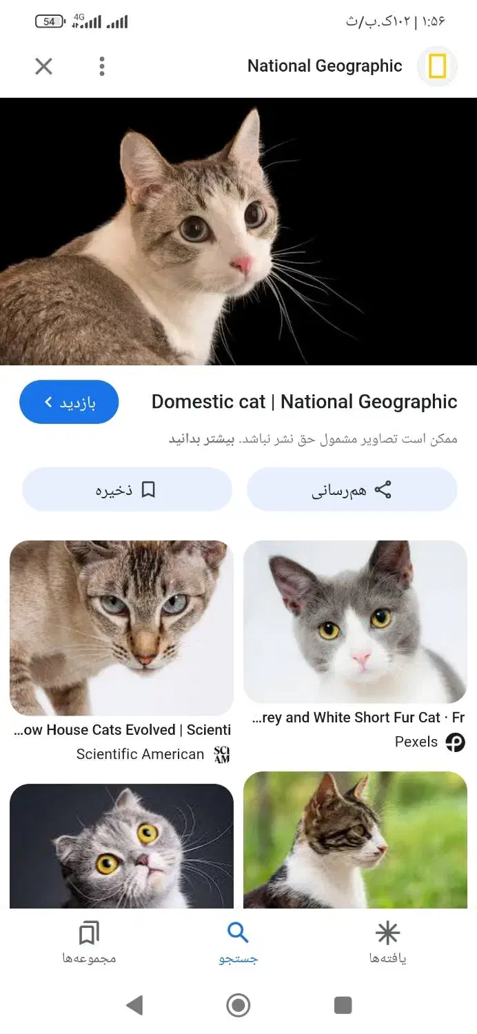 سلام گربه خیابانی رام کسی واگذاری داره پذیرا هستم|گربه|ایلام, |دیوار