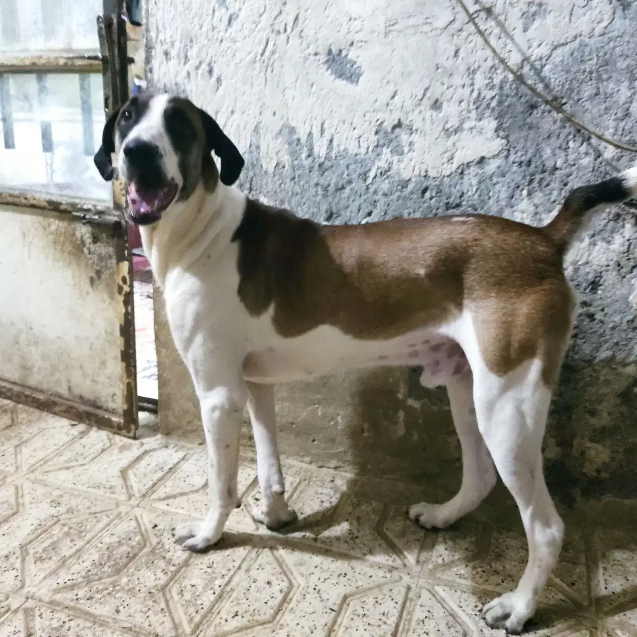 مهربون و تک شناس|سگ|مشهد, نوده|دیوار