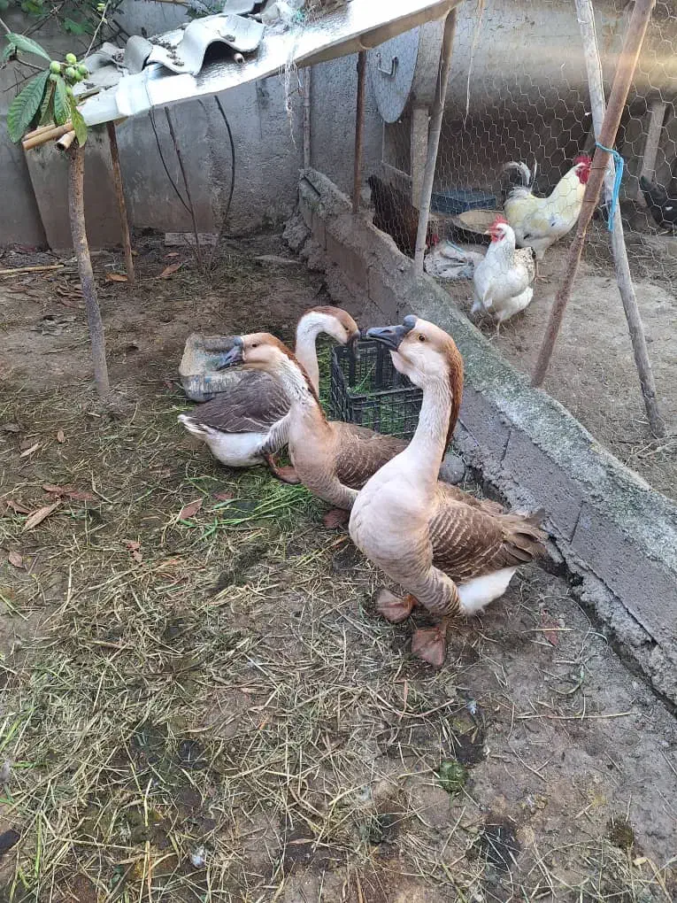 تخم غاز محلی فوری|حیوانات مزرعه|آمل, |دیوار