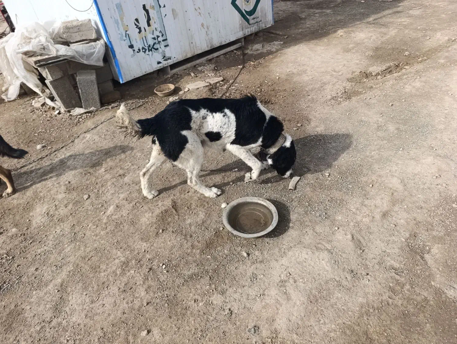 قدر جونی ماده|سگ|رباط‌کریم, رباط‌کریم|دیوار