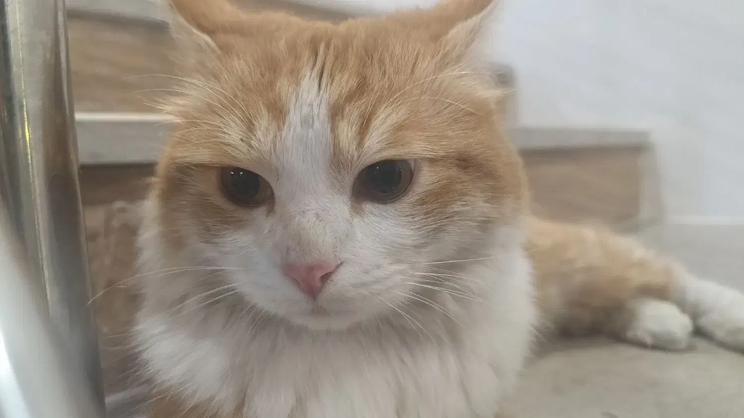 گربه نارنجی دم روباهی پشمالو گم شده|حیوانات|چمستان, |دیوار