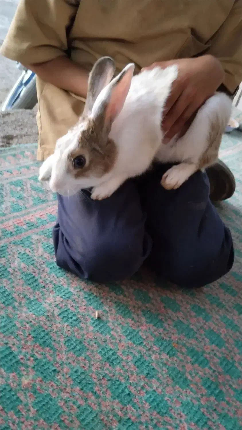 خرگوش|موش و خرگوش|کاشمر, |دیوار