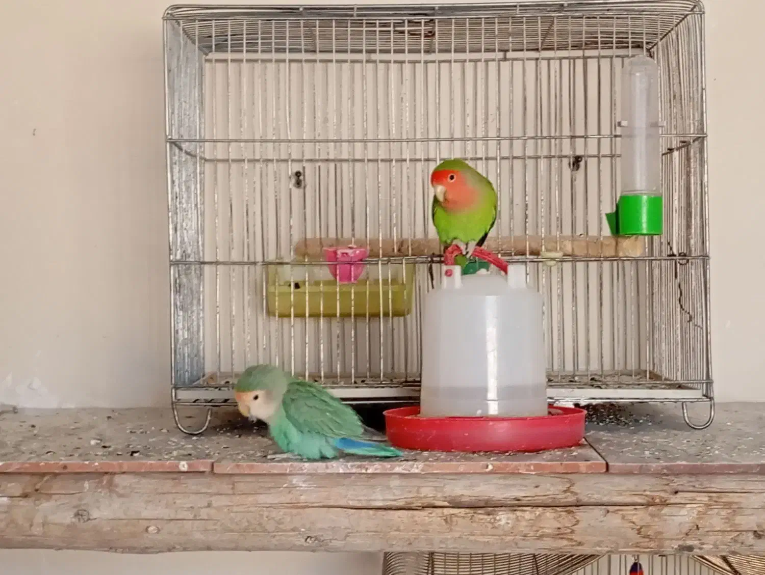 مرغ عشق وکوتوله|پرنده|خمینی‌شهر, |دیوار