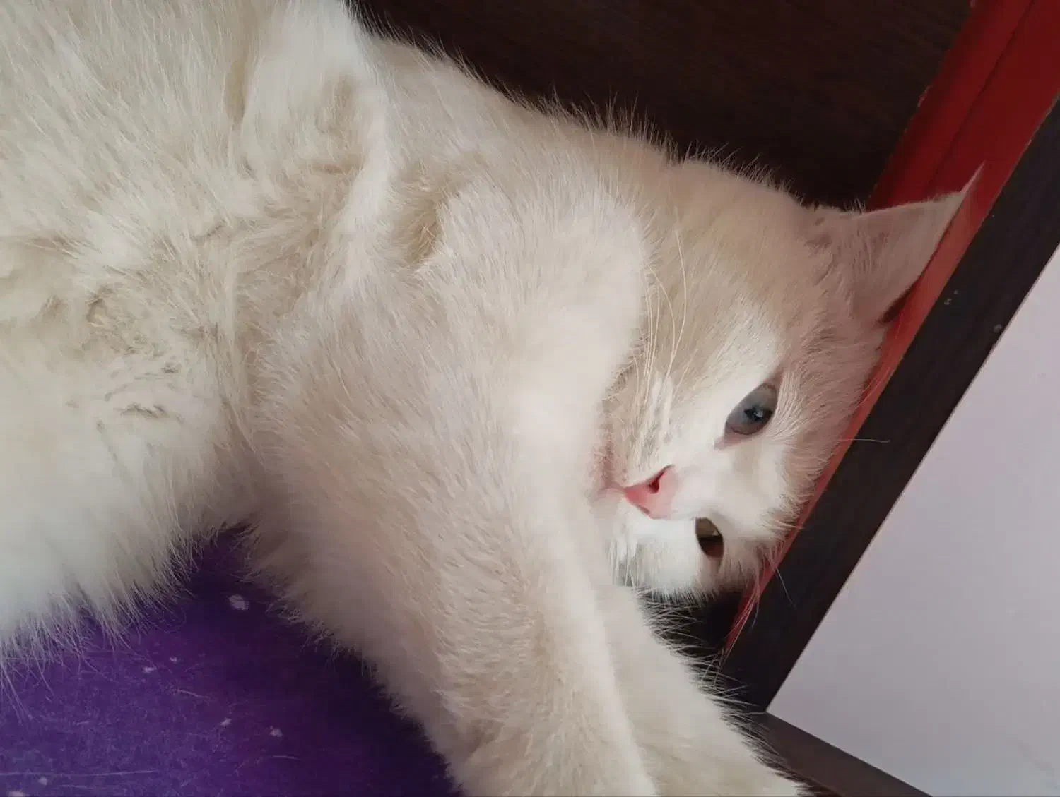 گربه پرشین|گربه|رفسنجان, |دیوار