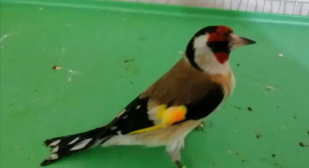 فروش سهره رسمی نر تضمینی|پرنده|شاهرود, |دیوار