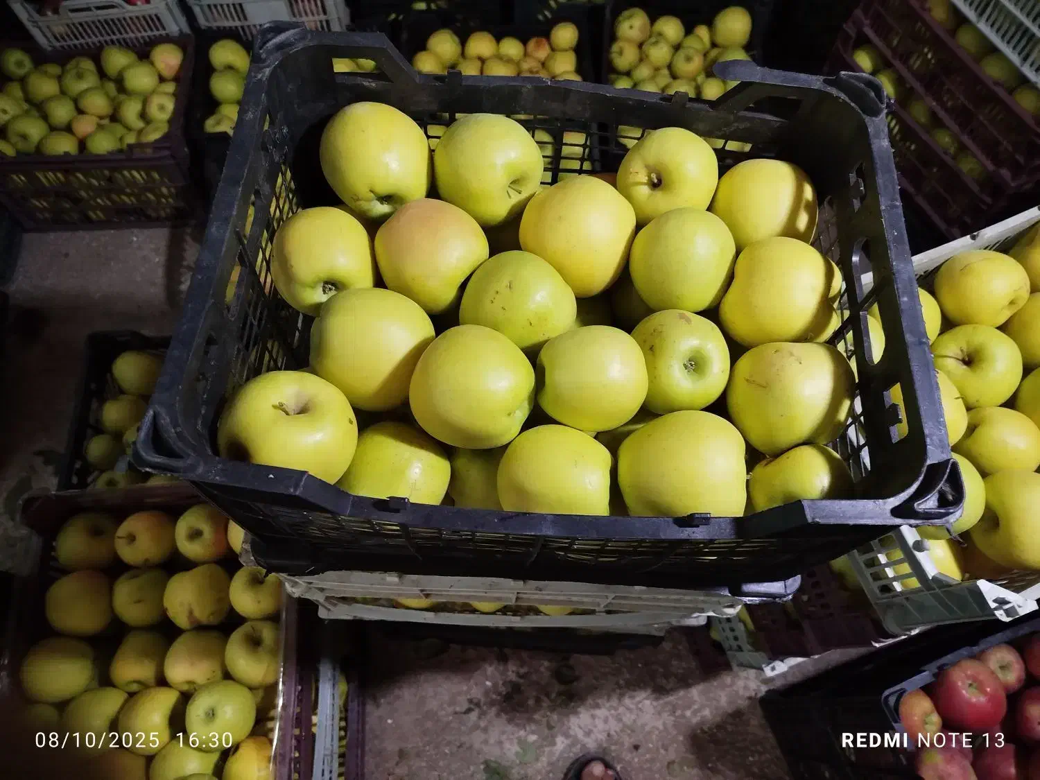 سیب سفید و قرمز|خوردنی و آشامیدنی|هریس, |دیوار