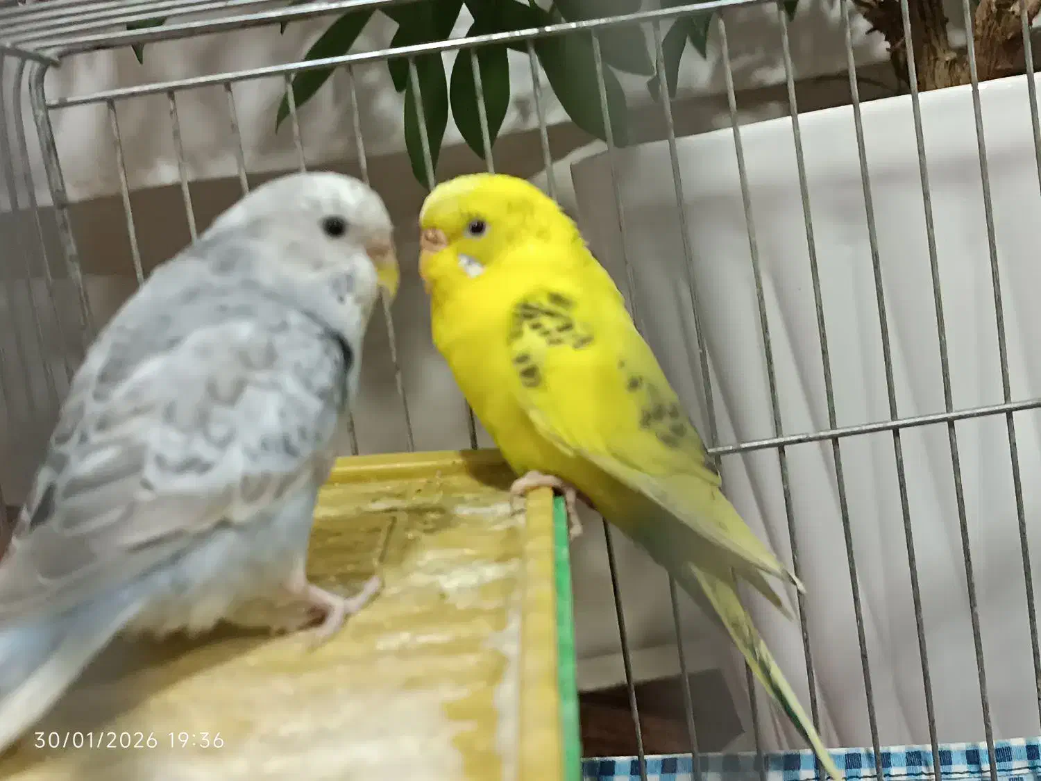 مرغ عشق|پرنده|صوفیان, |دیوار