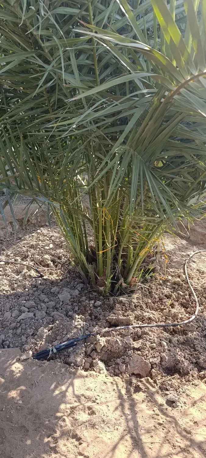 پاجوش نخل|گل و گیاه طبیعی|خورموج, |دیوار