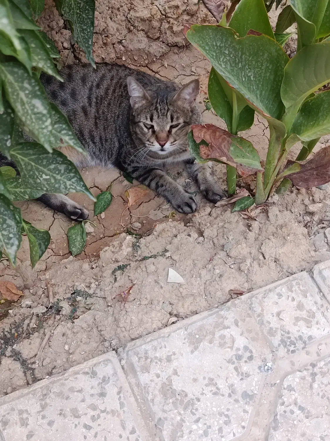 گربه گمشده|حیوانات|چهاردانگه (تهران), |دیوار