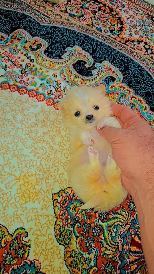 پامر خرسی عروسکی|سگ|رشت, دیانتی|دیوار