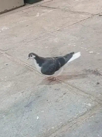 کفتر ساده|پرنده|مشهد, نوید|دیوار