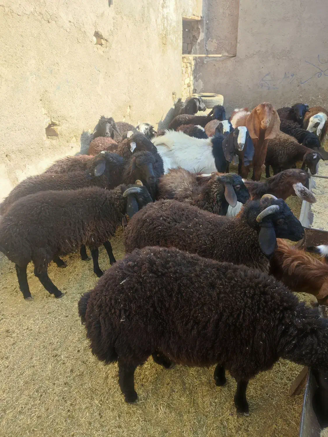 گوسفند بره و بزغاله خوراک خور میش بز قوچ شیشک|حیوانات مزرعه|قم, شهر قائم|دیوار