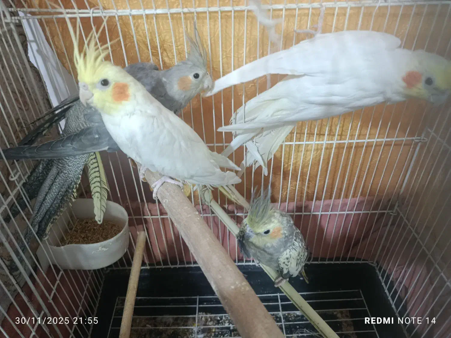 عروس هلندی|پرنده|کرج, آق تپه|دیوار