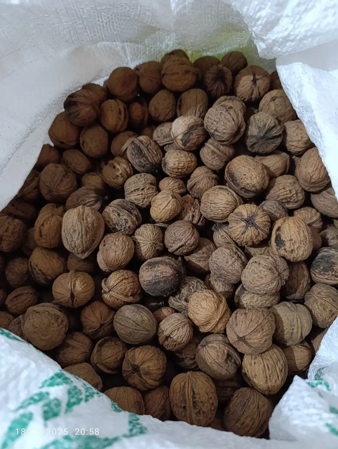 گردو|خوردنی و آشامیدنی|اهواز, کوی رمضان|دیوار