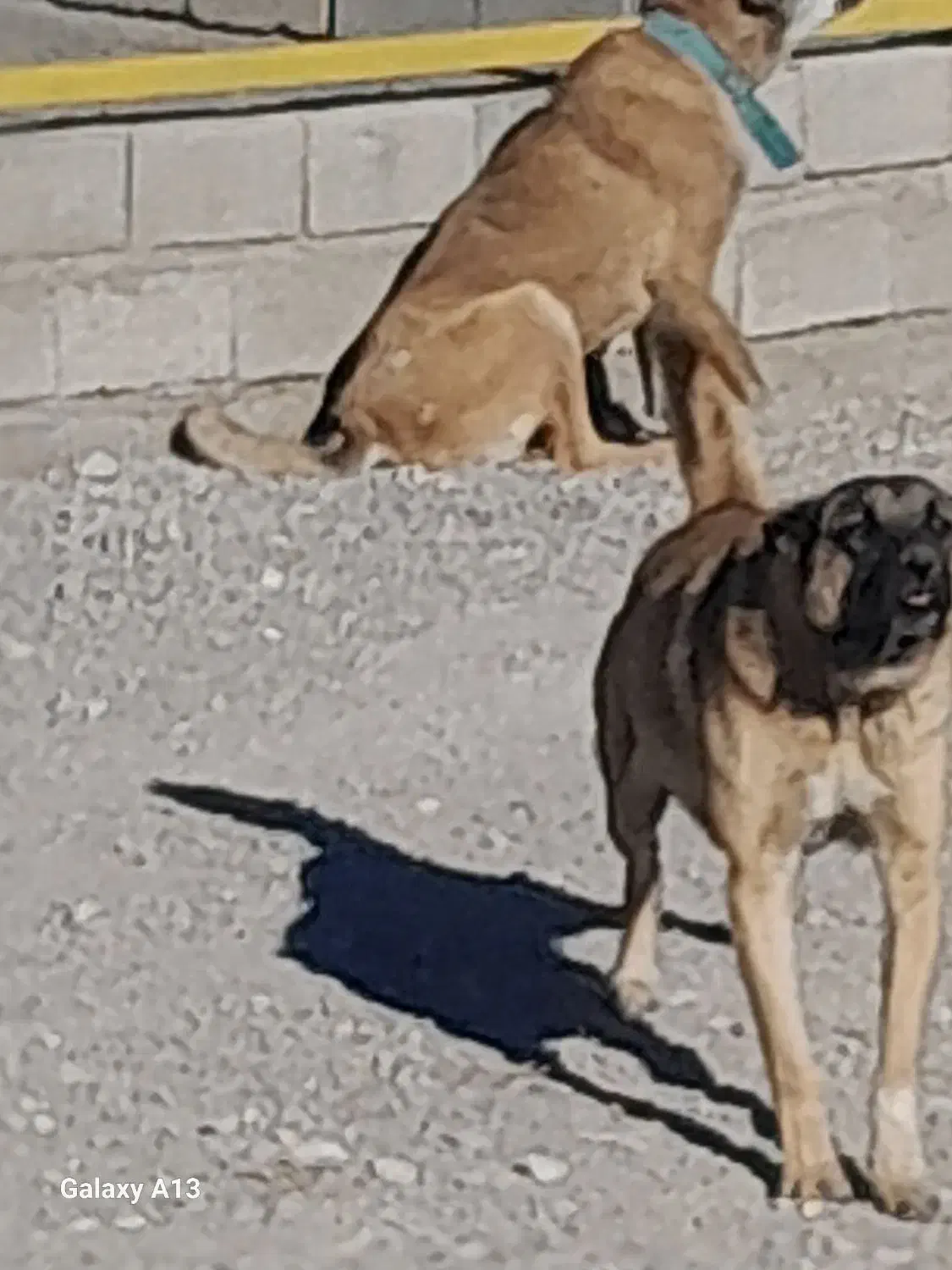 سگ‌سراب|سگ|بستان آباد, |دیوار