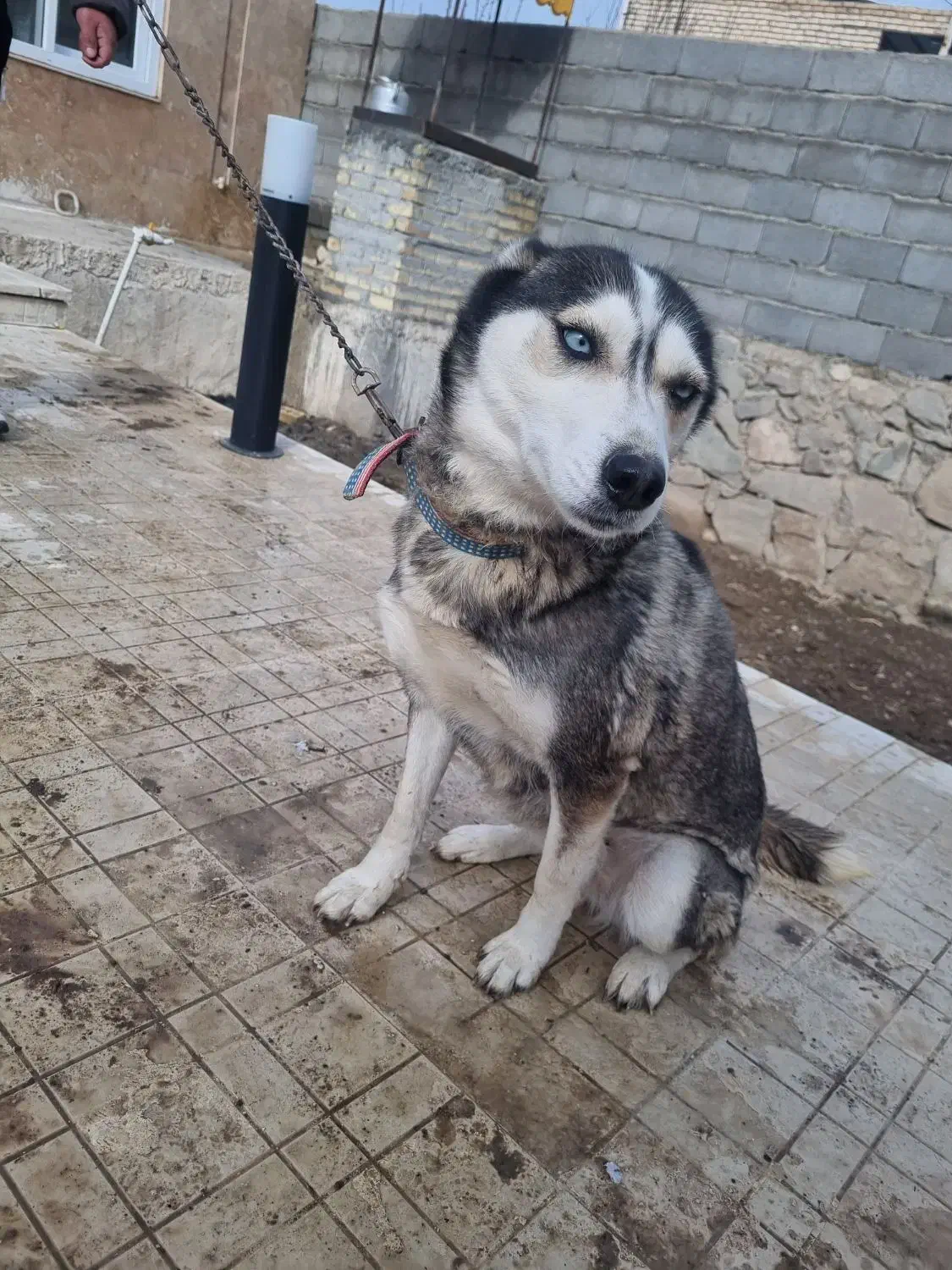 سگ هاسکی|سگ|گلبهار, نوبهار|دیوار