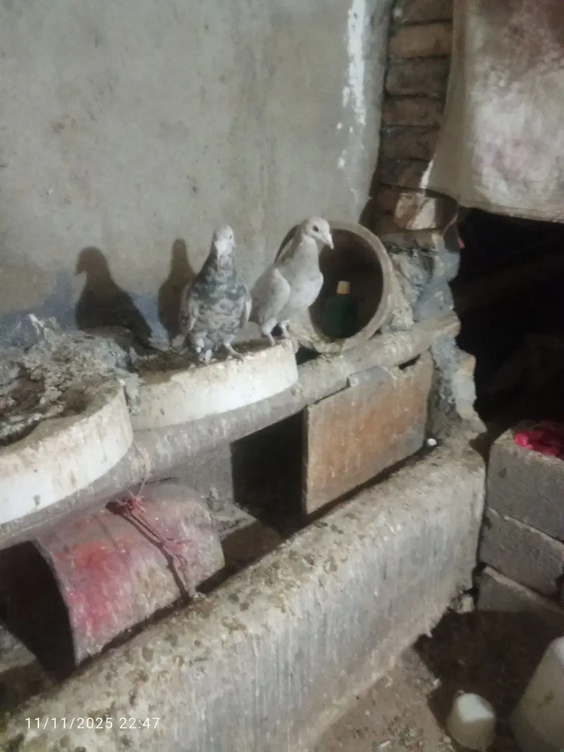 سالم سالم هست پول نیازم وگرنه نمی فرختم|پرنده|گل تپه, |دیوار