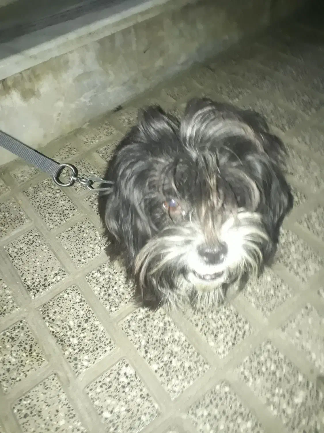 سگ  پشمالو|سگ|مینودشت, |دیوار