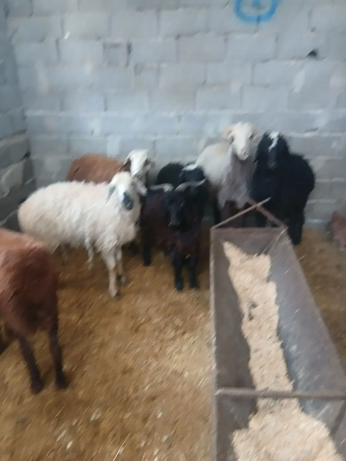 گوسفند بره نر و ماده|حیوانات مزرعه|محمدشهر, محمدشهر|دیوار